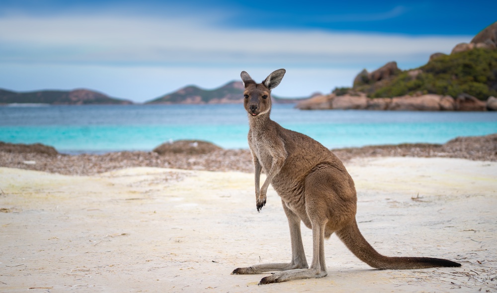 如何申请澳洲旅游签证